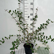 Lonicera caerulea 60-80 cm 3,0L