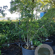 Mespilus germanica 200-250 cm cont. 90L meerstammig