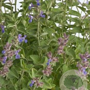 Nepeta faassenii GM P9