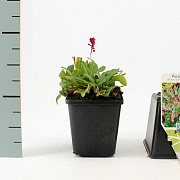 Persicaria aff. 'Darjeeling Red' GM P9