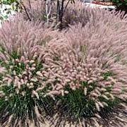 Pennisetum orientale 'Karley Rose' GM P9
