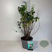 Philadelphus 'Virginal' 100-125 cm 10L