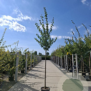 Prunus d. 'Hauszwetsche' 8-10 HO 18L