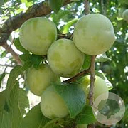 Prunus d. 'Reine Claude Verte' halfstam container