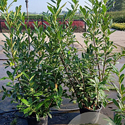 Prunus l. 'Caucasica' 125-150 cm 15L