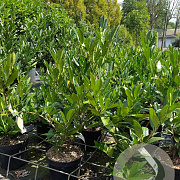 Prunus l. 'Otto Luyken' 30-40 cm 3,0L