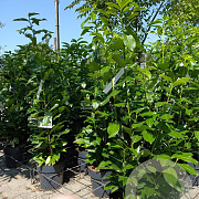 Prunus l. Genolia 80-100 cm 6,5L