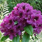 Rhododendron (AJ) 'Purple Splendor' 80-100 cm 20L