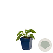 Rudbeckia f. 'Goldsturm' GM  P11