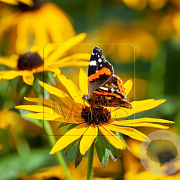 Rudbeckia f. 'Goldsturm' GM P9