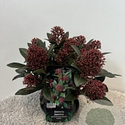 Skimmia j. 'Rubella' 30-35 cm 5,0L