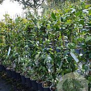 Trachelospermum jasminoides 80-100 cm 2,0L