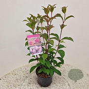 Viburnum bodn. 'Charles Lamont' 60-80 cm 5,0L