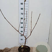 Viburnum carlcephalum 50-60 cm 5,0L