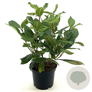 Viburnum davidii 20-30 cm 3,0L