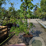 Acer campestre 125-150 cm 20L