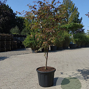 Acer pal. 'Bloodgood' 150-175 cm 35L