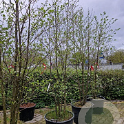 Alnus glutinosa 450-500 cm container meerstammig