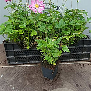 Anemone h. 'September Charm' GM C1 BIO