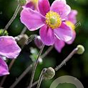 Anemone hybrida 'Hadspen Abundance' GM P9