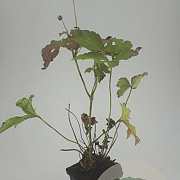 Anemone tomentosa 'Robustissima' GM P9