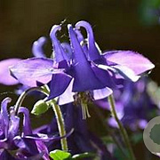 Aquilegia vulgaris GM C1 BIO inheems
