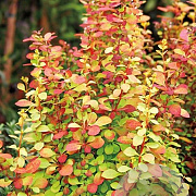 Berberis thunb. 'Golden Rocket' 60-80 cm 20L