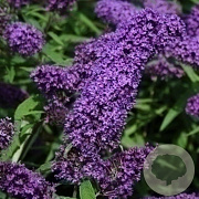 Buddleja davidii 'Purple Emperor' GM C3
