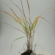 Calamagrostis acutiflora 'Karl Foerster' GM C1 BIO