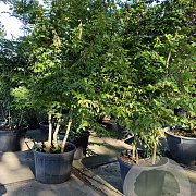 Carpinus betulus 350-400 cm container meerstammig