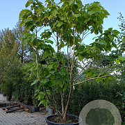 Catalpa bignonioides 'Nana' 375-400 cm container meerstammig