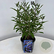 Caryopteris cland. Grand Bleu 30-40 cm 2,0L