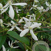 Clematis arm. 'Snowdrift' 125-150 cm 5,0L