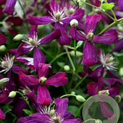 Clematis 'Sweet Summer Love' GM 2,0L