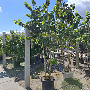 Corylus colurna 250-300 cm container meerstammig