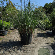 Cortaderia selloana 200-225 cm 50L