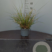 Cortaderia sell. 'Mini Pampas' GM 2,0L