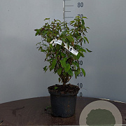 Cornus sang. 'Winter Beauty' 125-150 cm 40L