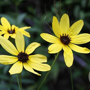 Coreopsis tripteris GM P9