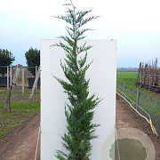 Cupressocyparis leylandii 175-200 cm 7,5L Gestokt