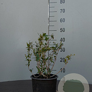 Deutzia rosea 40-60 cm 2,0L MPS-GAP