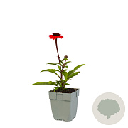 Echinacea Sunseekers Orange GM  P11