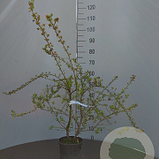 Escallonia 'Donard Seedling' 40-60 cm 2,0L
