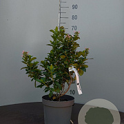 Escallonia laevis Pink Elle 25-30 cm 2,0L