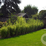 Fargesia mur. 'Jumbo' 125-150 cm cortenstaal bloembak