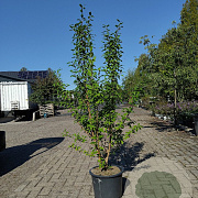Forsythia int. 'Spectabilis' 125-150 cm 20L