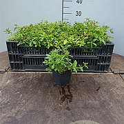 Galium odoratum GM C1 BIO inheems