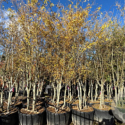 Gleditsia triac. 'Sunburst' 300-350 cm cont. 110L