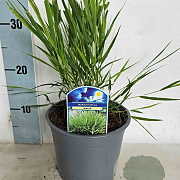 Hakonechloa macra GM 2,0L
