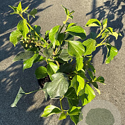 Hedera colchica 'Fall Favourite' 30-40 cm 3,0L